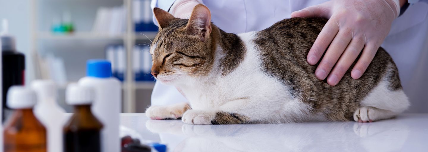 Cat at the Vet