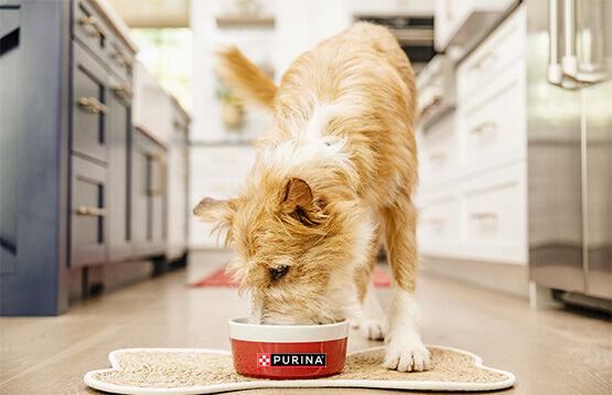 Dog eating from a Purina bowl