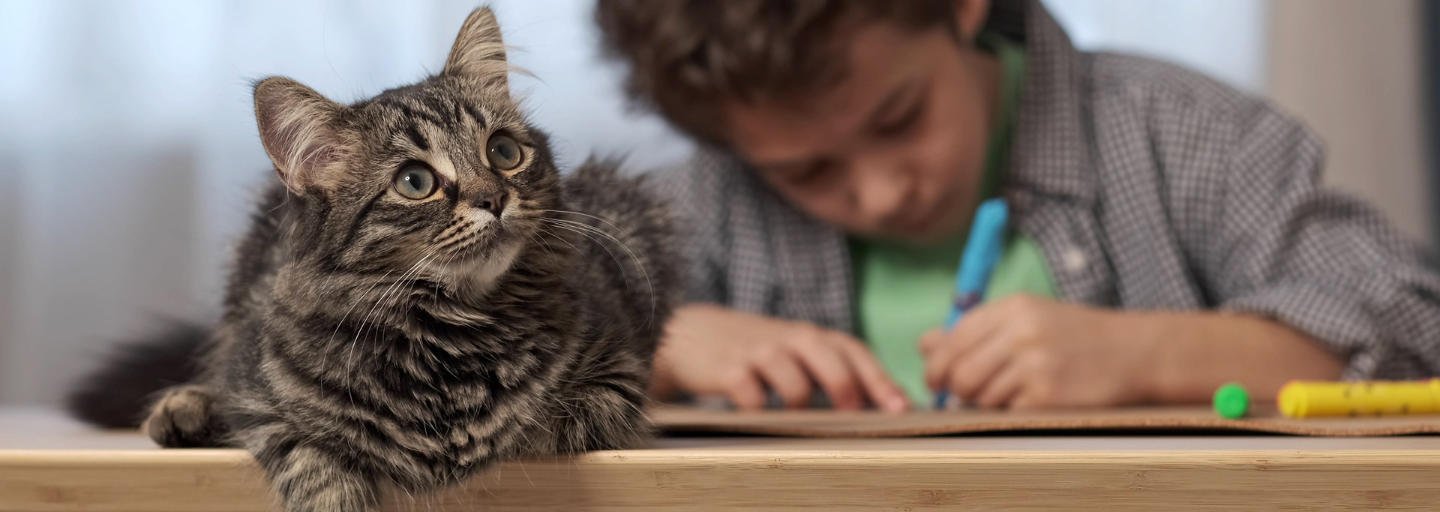 Cat on desk while kid is studying. 