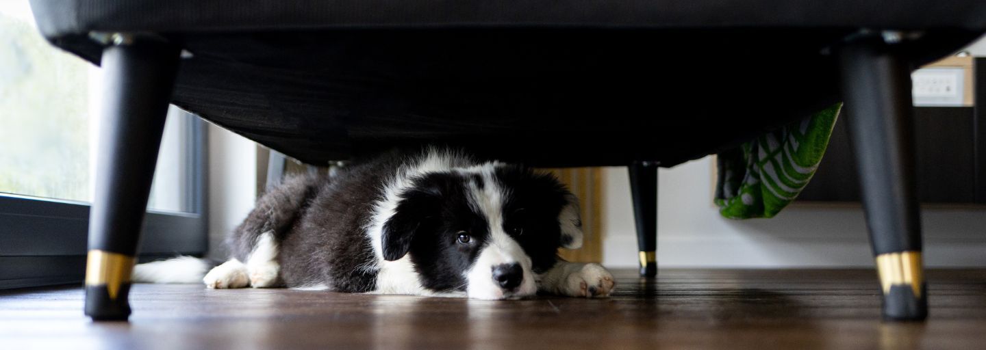 Dog hidden under the couch looking scared