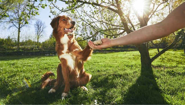 Supercoat - owner holding dogs paw