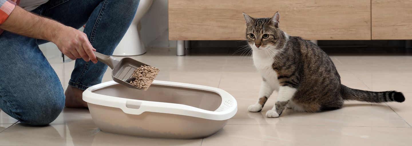 Owner scooping out litter box