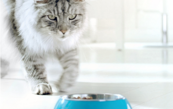 Purina One - cat approaching bowl to eat