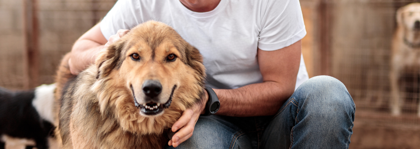 man sitting with adorable shepherd dog