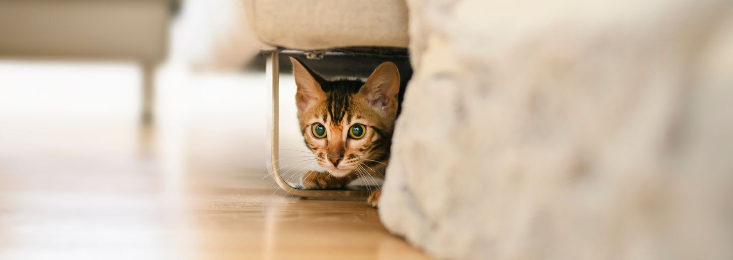 cat hiding under sofa