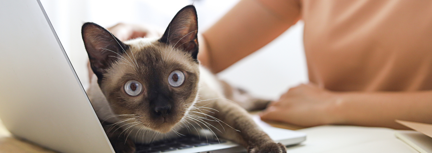 cat laying on laptop with owner hands showing in the background