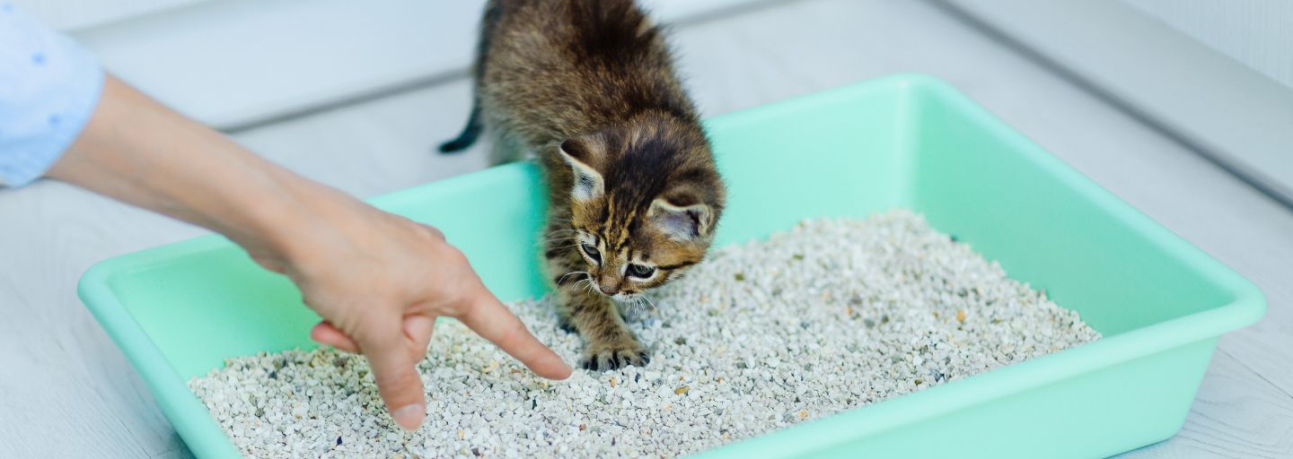 Owner showing kitten how to scratch in the litter tray