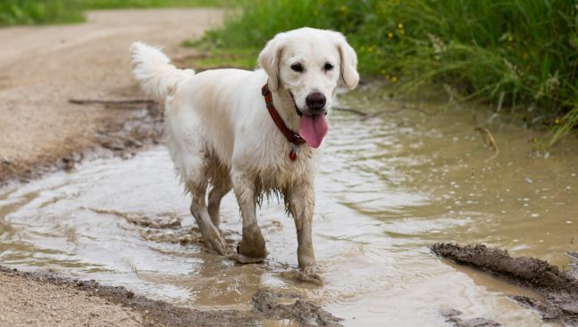 Supercoat - happy dog in mud puddle