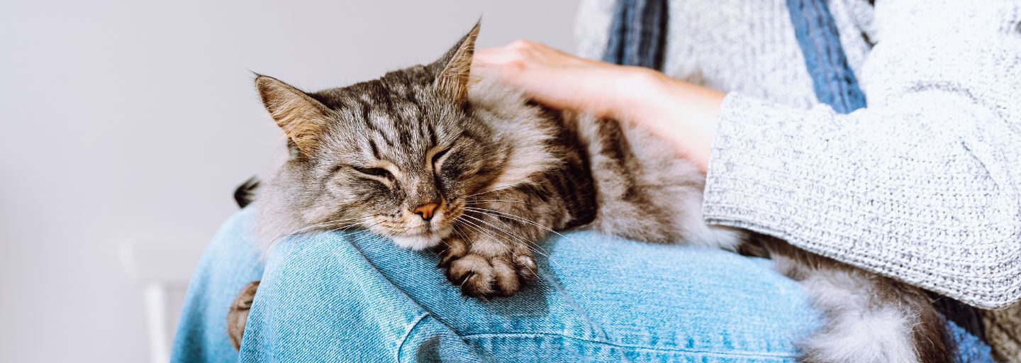 cat sleeping on lap