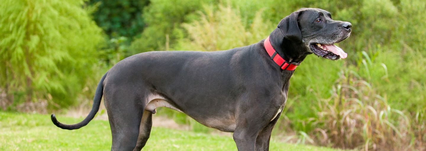 Black Great Dane standing to the side.