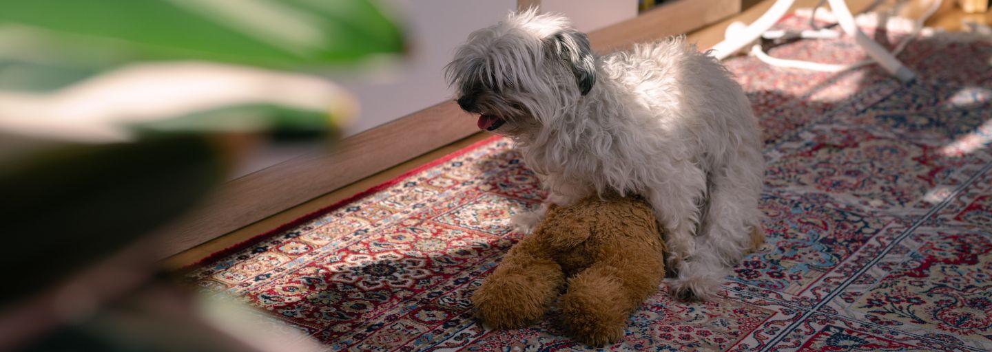 Dog humping a teddy bear.