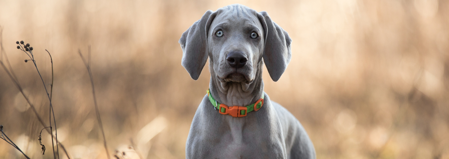 Dog with a blurred field background