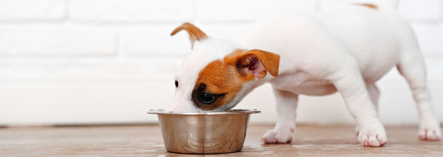 Puppy drinking from it's water bowl