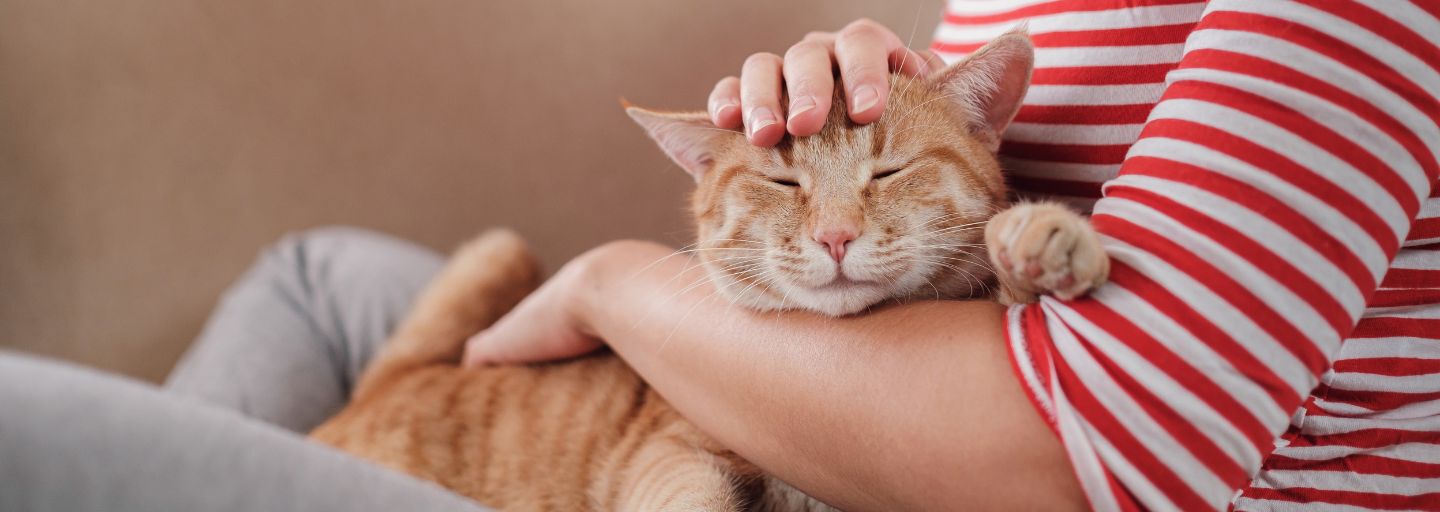 Woman relaxing with her ginger tabby cat on a sofa stroking its head.