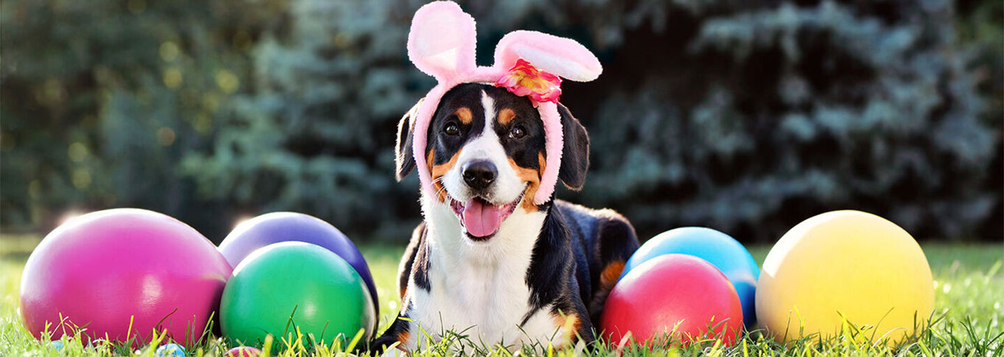 Dog celebrating Easter