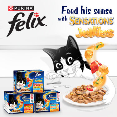 Felix - black and white cat eating Felix Jellies