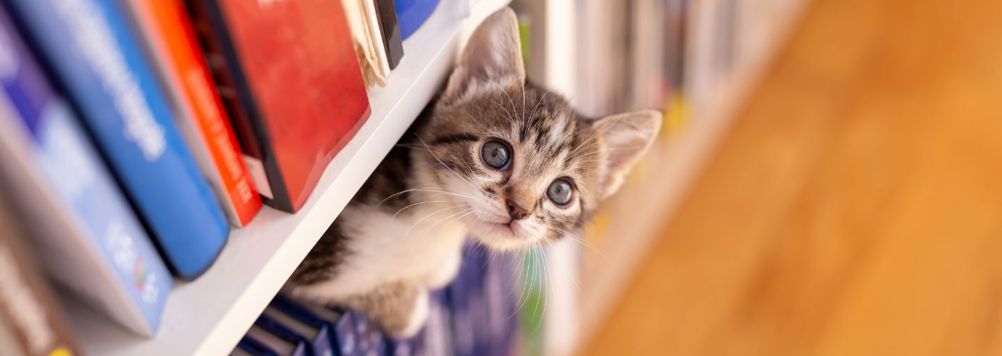 Kitten playing in a bookcase at home