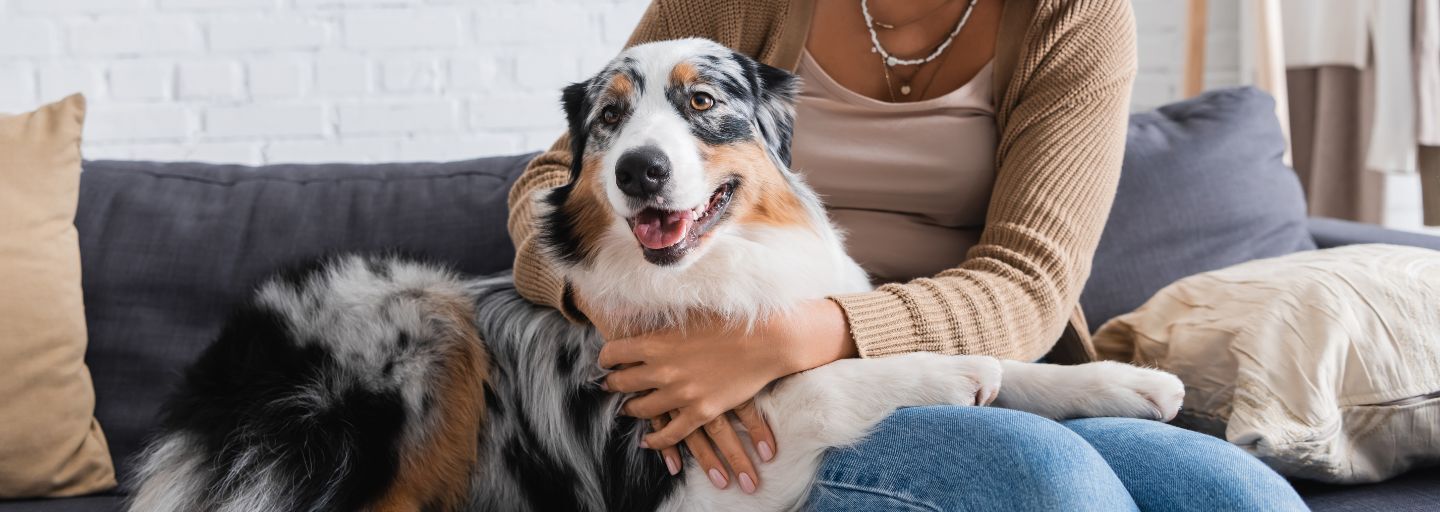 happy young woman cuddling Australian Shepherd dog while sitting on couch.