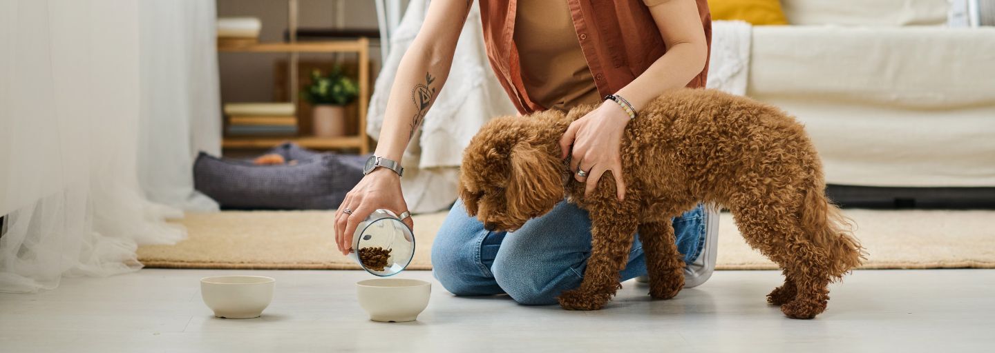 Owner feeding her small dog at home.