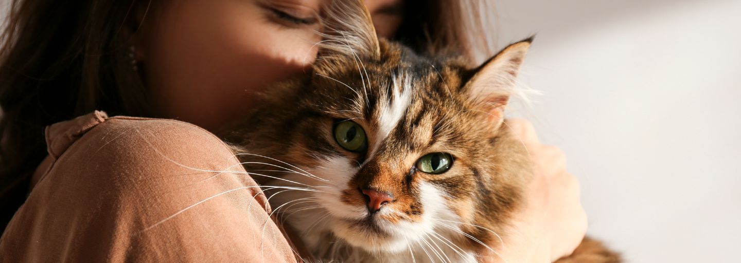  Woman holding cute Siberian cat with green eyes.