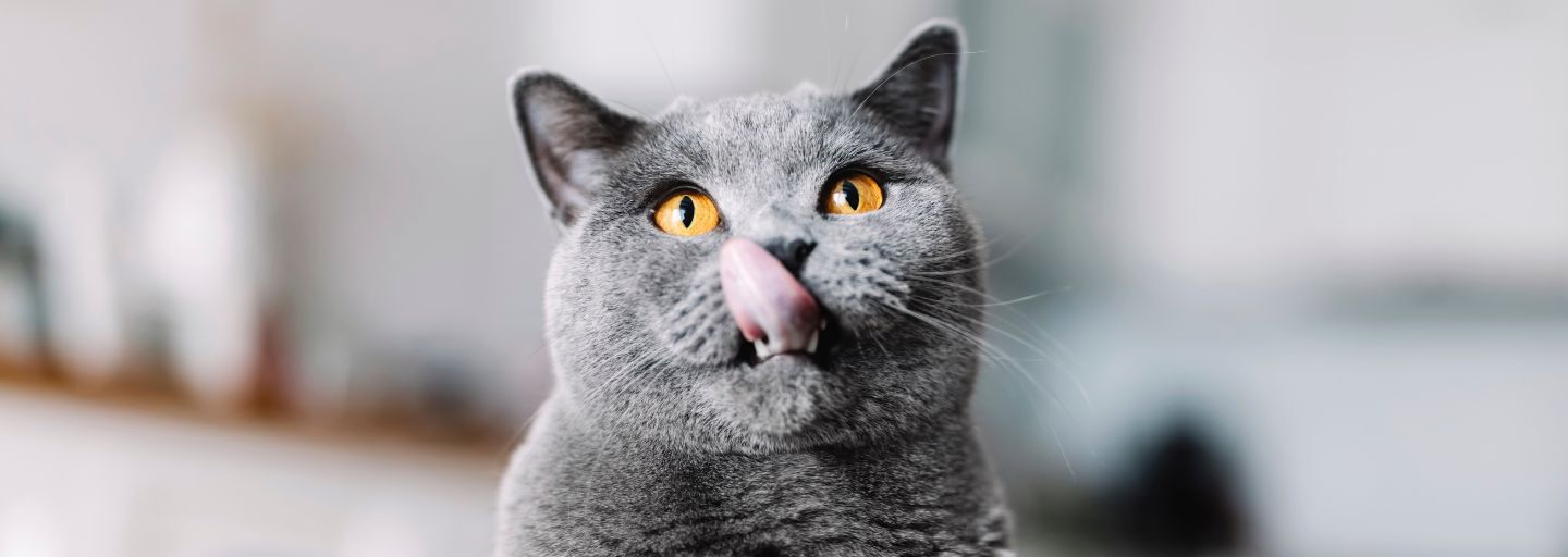 Cat licking it's lips