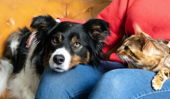 dog and cat laying on owners lap