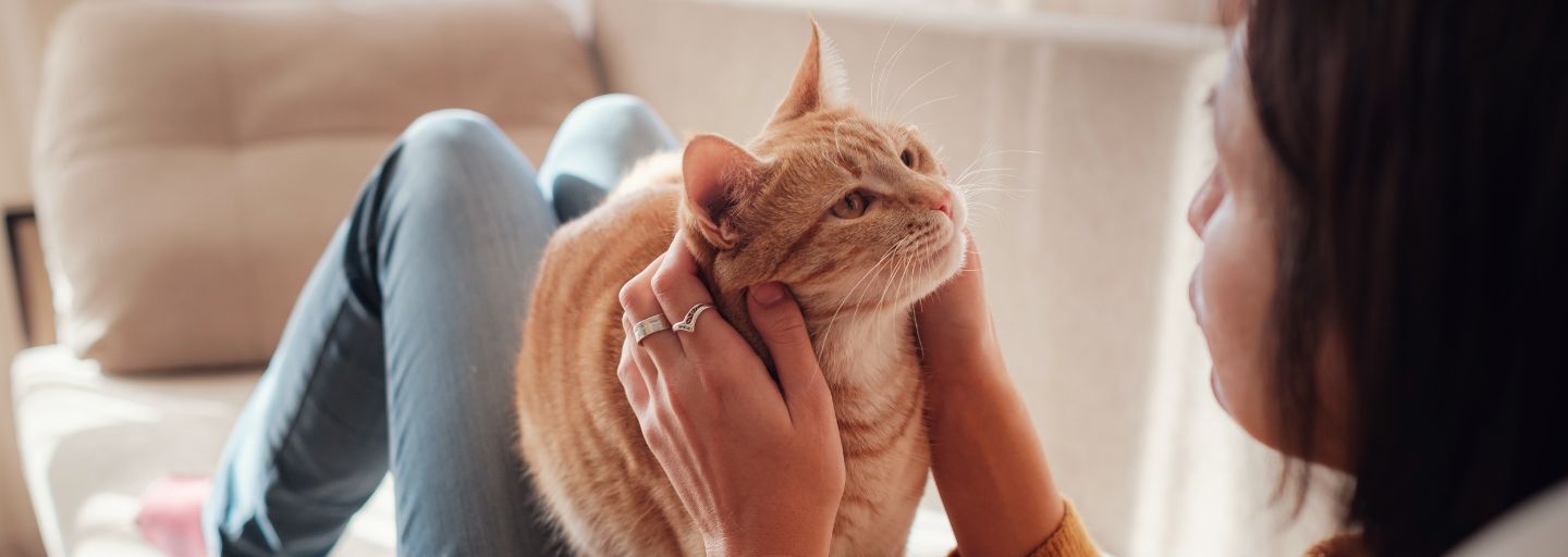 Onwer patting cat who is sitting on her lap looking at her. 