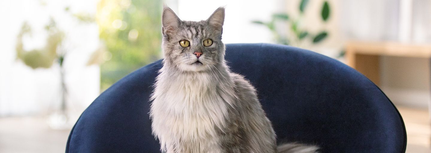 Silver Maine Coon sitting on navy stool.