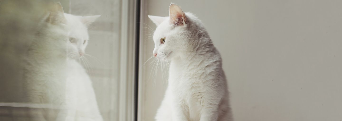 white cat sitting on the windowsill looking out the window and her reflection.