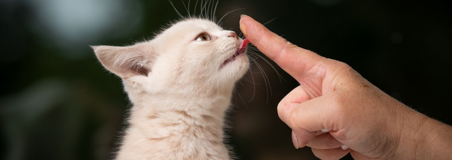 Cute cream-colored British shorthair kitten licking creamy snacks from cat owners finger.