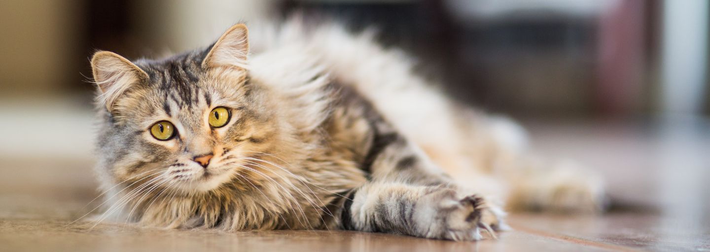 Main Coon cat laying on the floor.