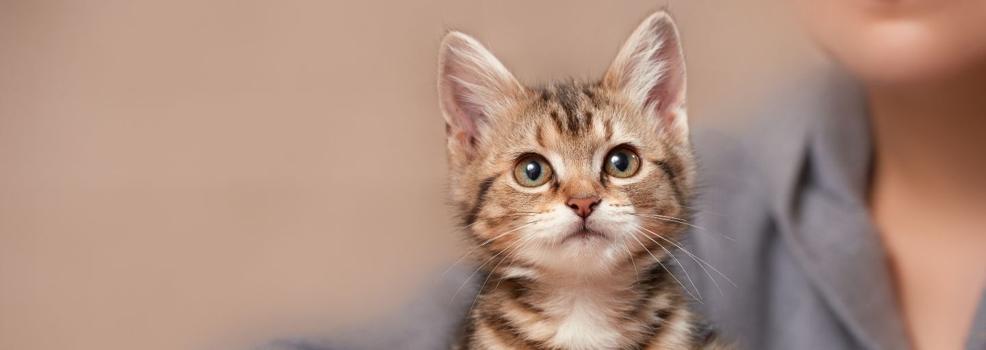 New Kitten Sitting On Owner