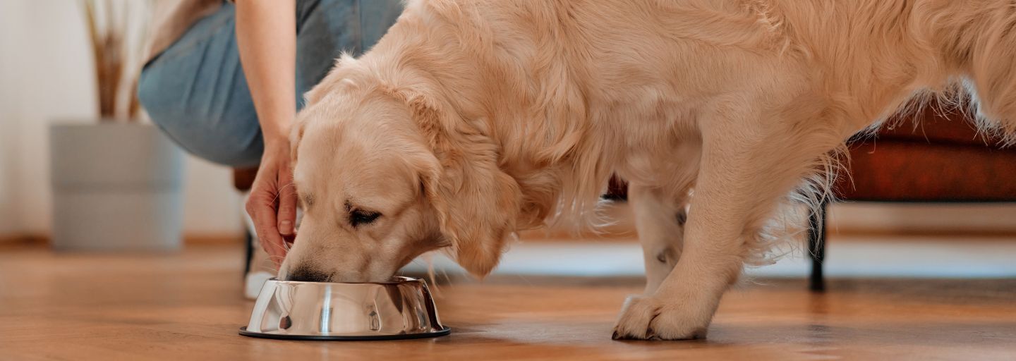 Woman brought a bowl of food and dog eating dry food from it.