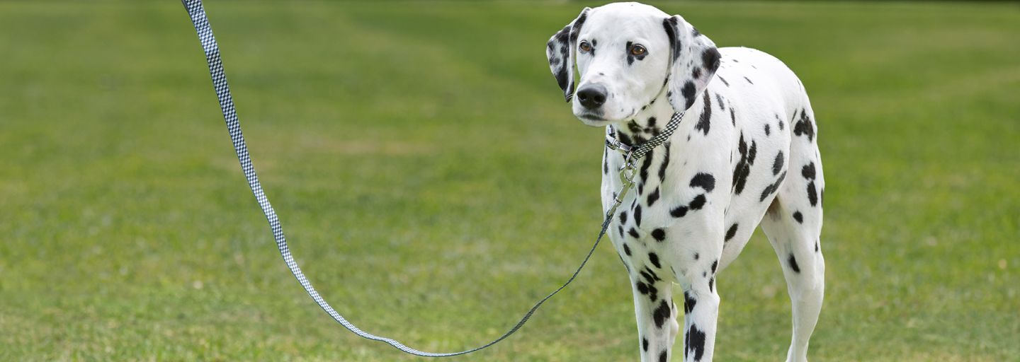 Dalmation on with collar and lead at the park.