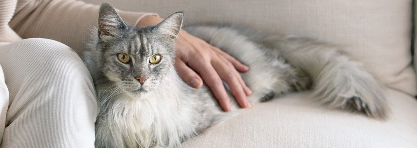 Silver maine coon laying down on the couch with owners hand on its body. 