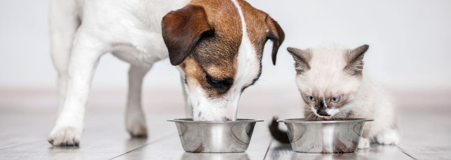 dog and cat eating