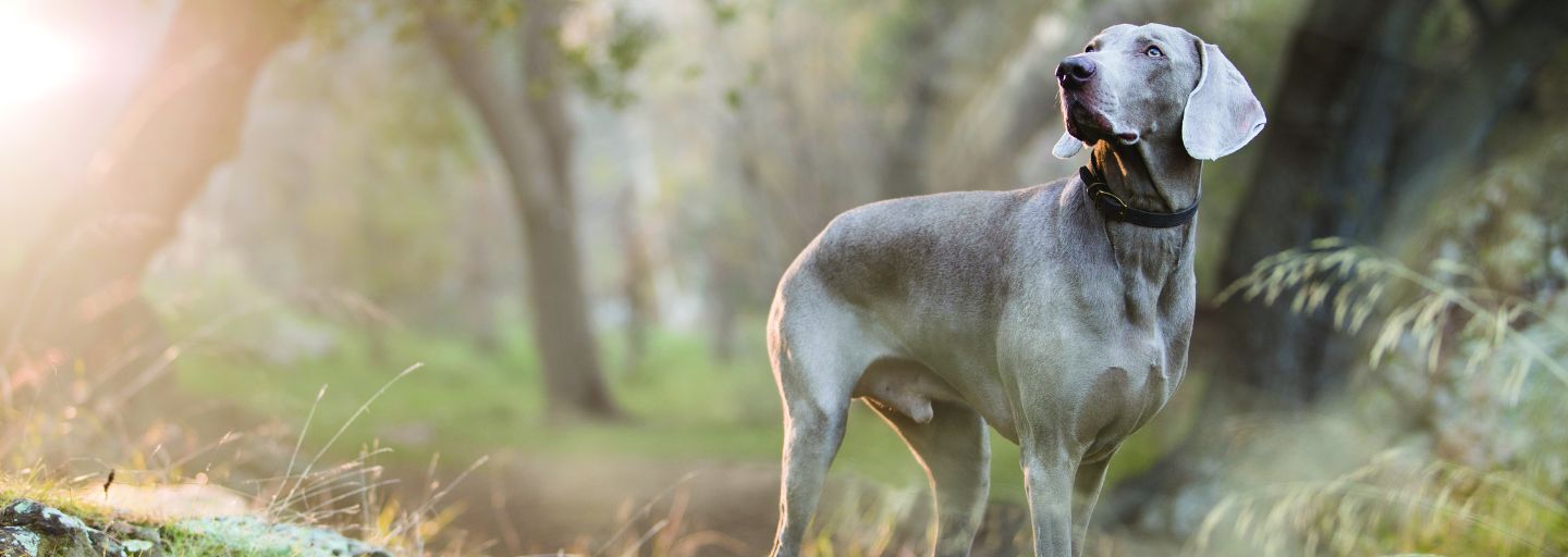 Dog in the forest