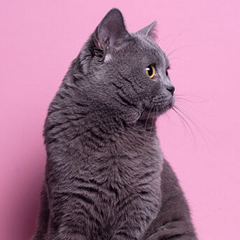 Total Care - cat on a pink background