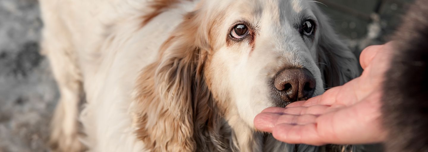 Dog sniffing owners hand.