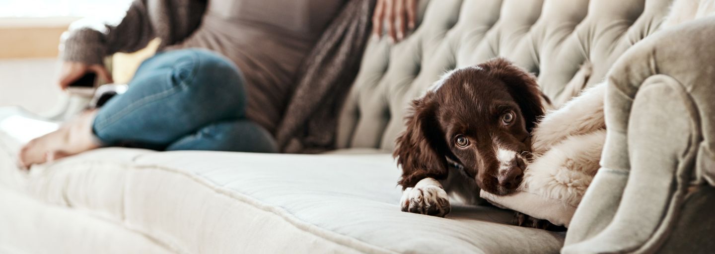 Dog on the couch looking bored 