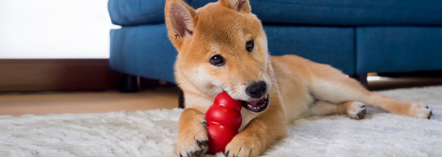 Dog chewing a toy laying on the carpet