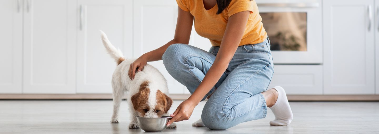 Owner feeding their dog in the kitchen