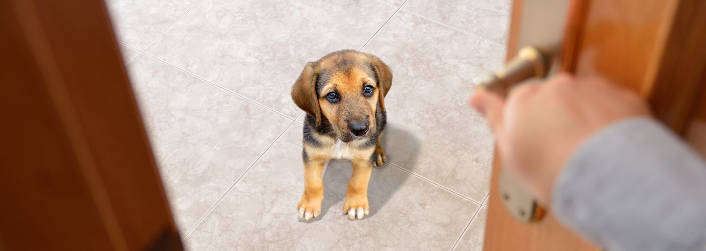 Puppy looking at the owner at the door leaving the house