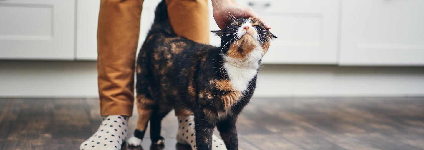 Cat rubbing his back in between owner's legs