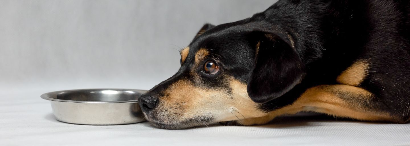 Dog laying next to bowl not interested in eating