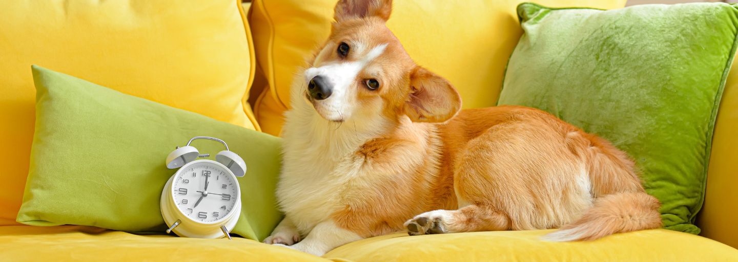 Dog sitting on a yellow couch with a clock next to it