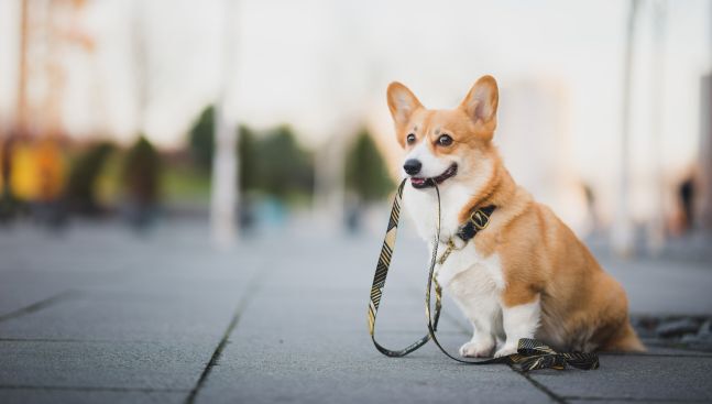 Supercoat - dog biting leash