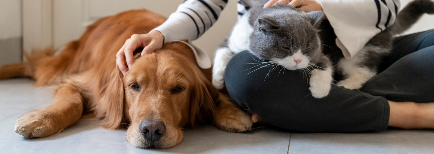 A dog and a cat together