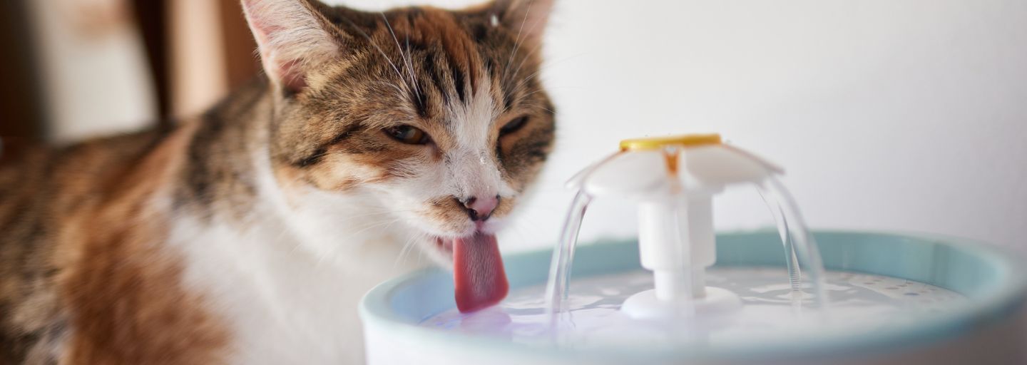 Cat drinking from a home water fountain bowl