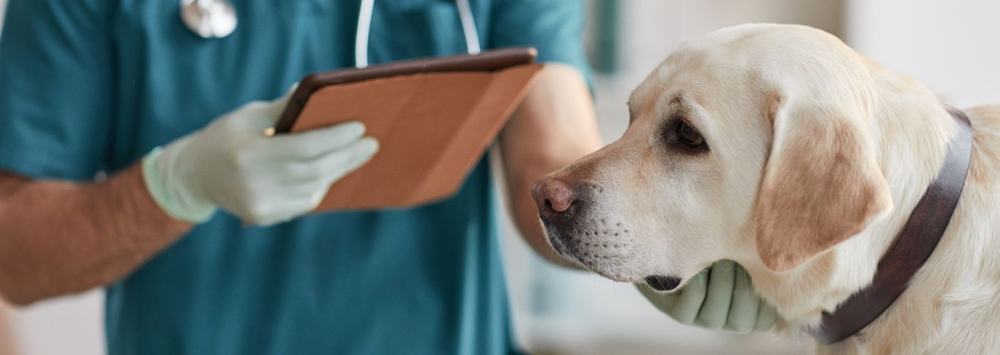 Dog having a consultation at the Vet